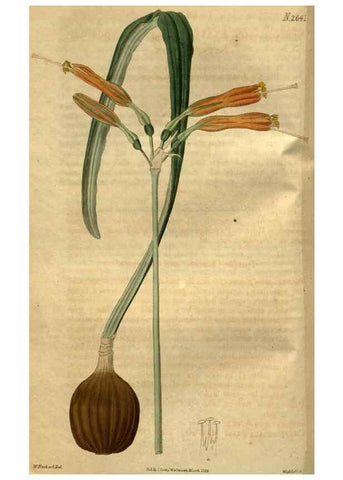 Reproducción/Reproduction 35118136021: Curtis's botanical magazine.. London ; New York [etc.] :Academic Press [etc.]