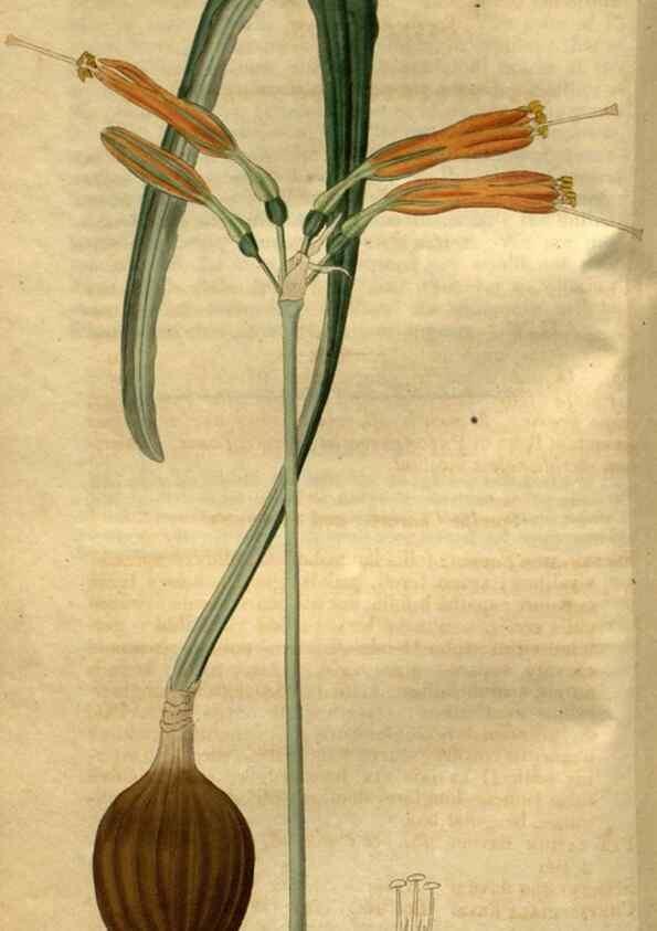 Reproducción/Reproduction 35118136021: Curtis's botanical magazine.. London ; New York [etc.] :Academic Press [etc.]