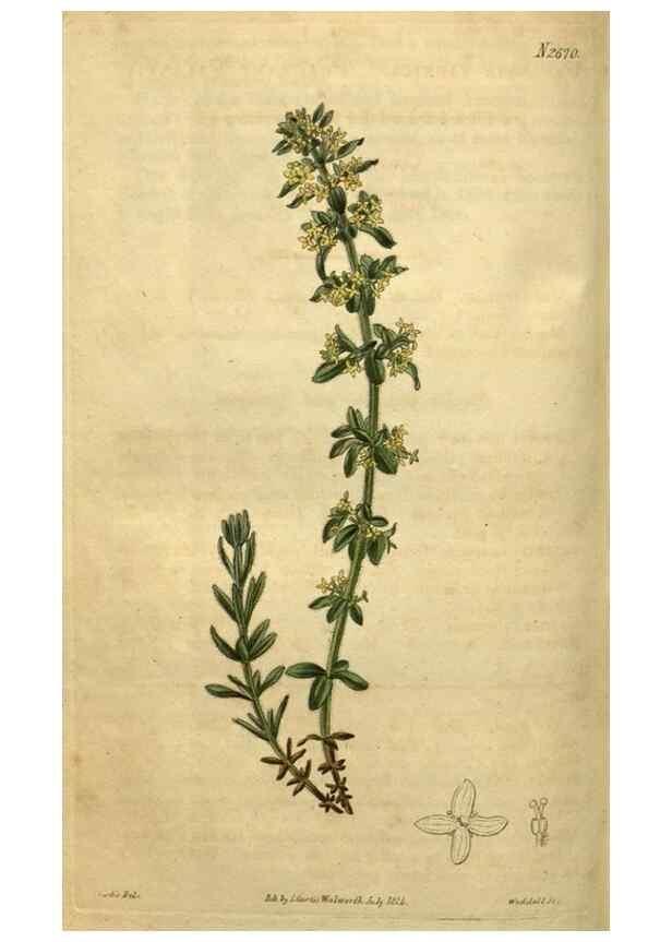 Reproducción/Reproduction 35247907255: Curtis's botanical magazine.. London ; New York [etc.] :Academic Press [etc.]