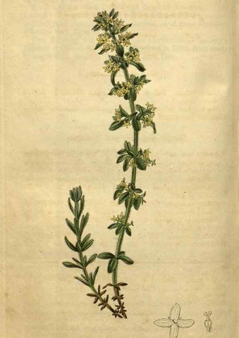 Reproducción/Reproduction 35247907255: Curtis's botanical magazine.. London ; New York [etc.] :Academic Press [etc.]
