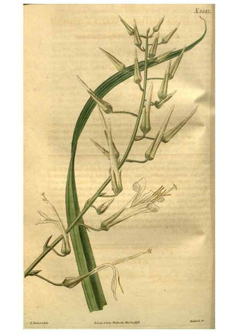 Reproducción/Reproduction 35247848605: Curtis's botanical magazine.. London ; New York [etc.] :Academic Press [etc.]