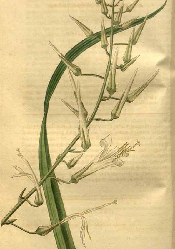 Reproducción/Reproduction 35247848605: Curtis's botanical magazine.. London ; New York [etc.] :Academic Press [etc.]