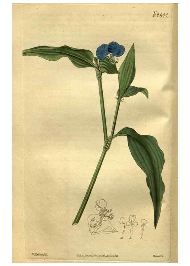 Reproducción/Reproduction 35247854455: Curtis's botanical magazine.. London ; New York [etc.] :Academic Press [etc.]