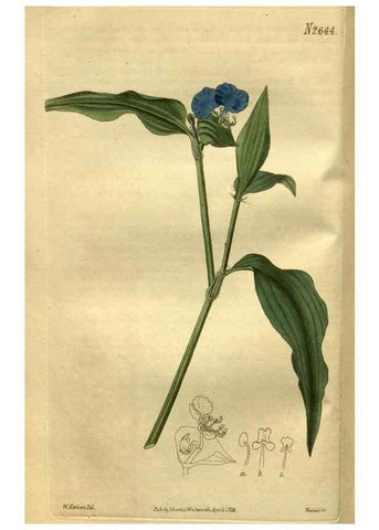 Reproducción/Reproduction 35247854455: Curtis's botanical magazine.. London ; New York [etc.] :Academic Press [etc.]