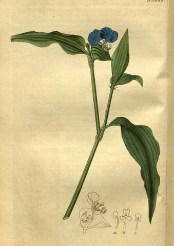 Reproducción/Reproduction 35247854455: Curtis's botanical magazine.. London ; New York [etc.] :Academic Press [etc.]