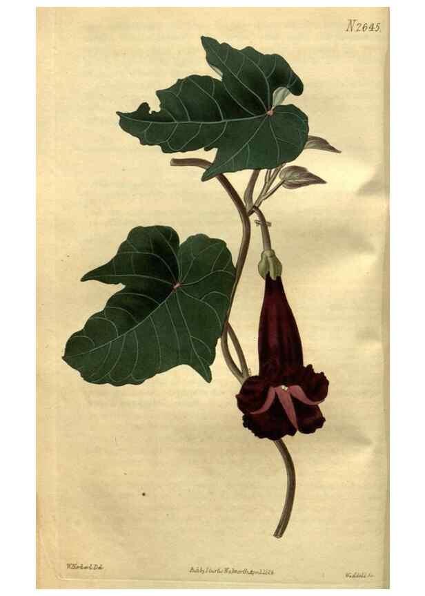 Reproducción/Reproduction 35247857155: Curtis's botanical magazine.. London ; New York [etc.] :Academic Press [etc.]