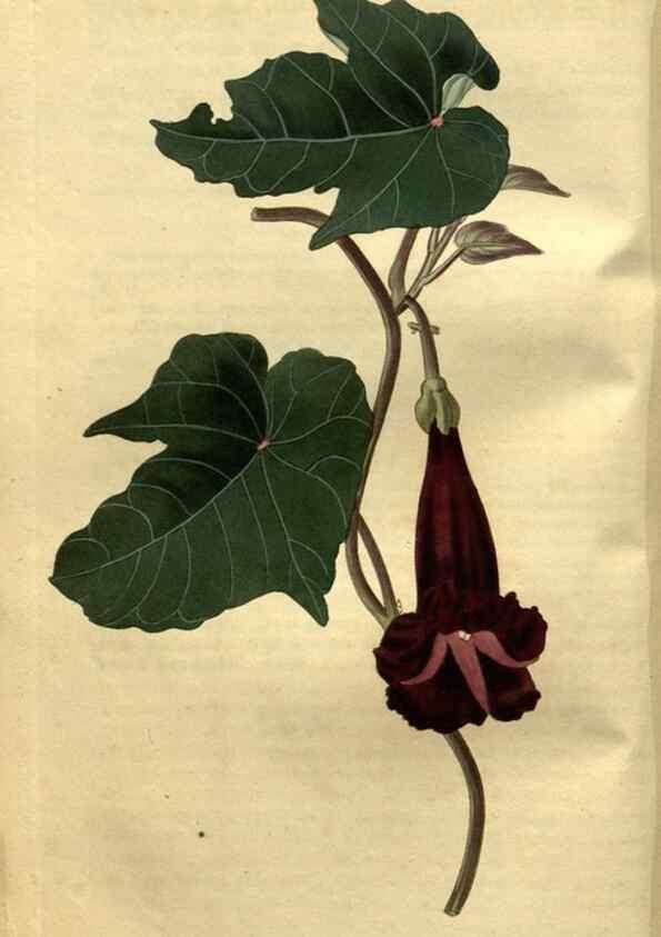 Reproducción/Reproduction 35247857155: Curtis's botanical magazine.. London ; New York [etc.] :Academic Press [etc.]