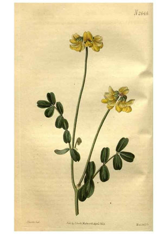Reproducción/Reproduction 35247859995: Curtis's botanical magazine.. London ; New York [etc.] :Academic Press [etc.]