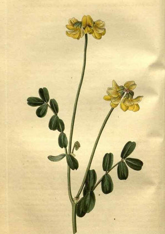 Reproducción/Reproduction 35247859995: Curtis's botanical magazine.. London ; New York [etc.] :Academic Press [etc.]