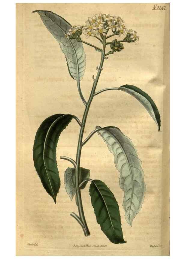 Reproducción/Reproduction 35082562262: Curtis's botanical magazine.. London ; New York [etc.] :Academic Press [etc.]