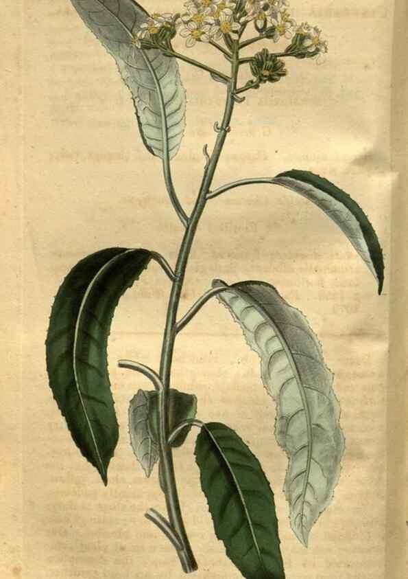 Reproducción/Reproduction 35082562262: Curtis's botanical magazine.. London ; New York [etc.] :Academic Press [etc.]
