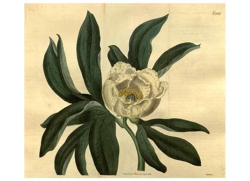Reproducción/Reproduction 35082565572: Curtis's botanical magazine.. London ; New York [etc.] :Academic Press [etc.]