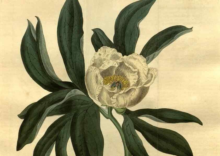 Reproducción/Reproduction 35082565572: Curtis's botanical magazine.. London ; New York [etc.] :Academic Press [etc.]