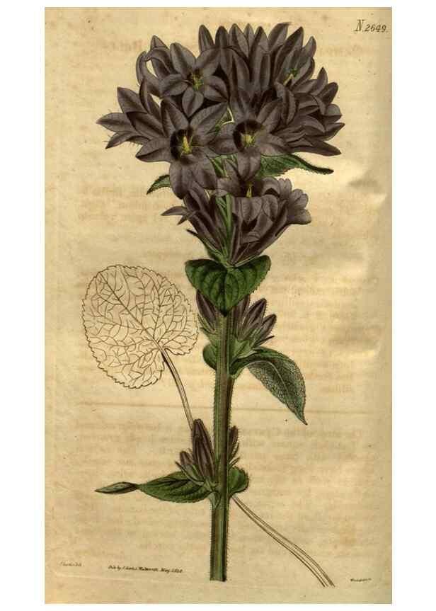 Reproducción/Reproduction 35082569132: Curtis's botanical magazine.. London ; New York [etc.] :Academic Press [etc.]