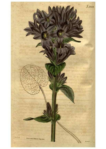 Reproducción/Reproduction 35082569132: Curtis's botanical magazine.. London ; New York [etc.] :Academic Press [etc.]