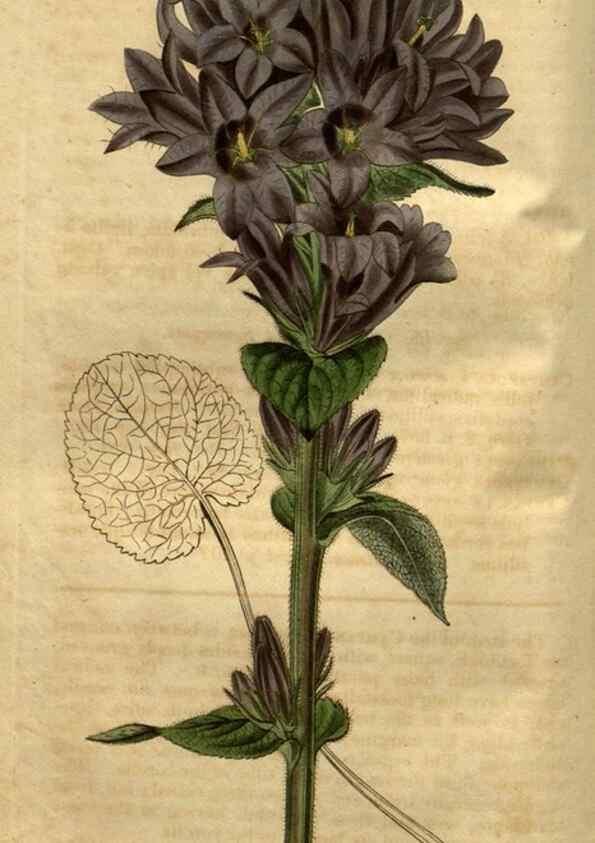 Reproducción/Reproduction 35082569132: Curtis's botanical magazine.. London ; New York [etc.] :Academic Press [etc.]