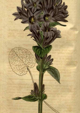 Reproducción/Reproduction 35082569132: Curtis's botanical magazine.. London ; New York [etc.] :Academic Press [etc.]