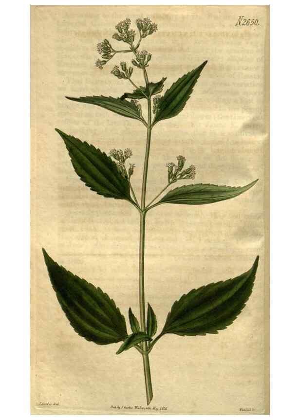 Reproducción/Reproduction 35082572612: Curtis's botanical magazine.. London ; New York [etc.] :Academic Press [etc.]
