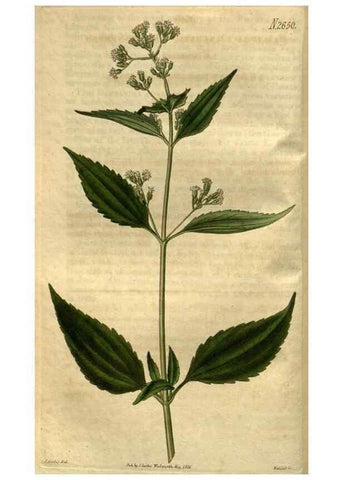 Reproducción/Reproduction 35082572612: Curtis's botanical magazine.. London ; New York [etc.] :Academic Press [etc.]