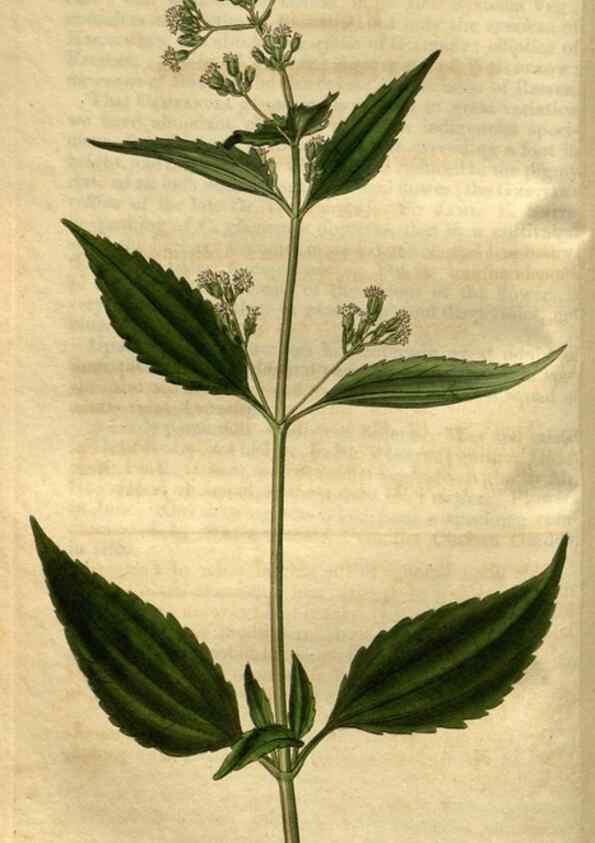 Reproducción/Reproduction 35082572612: Curtis's botanical magazine.. London ; New York [etc.] :Academic Press [etc.]