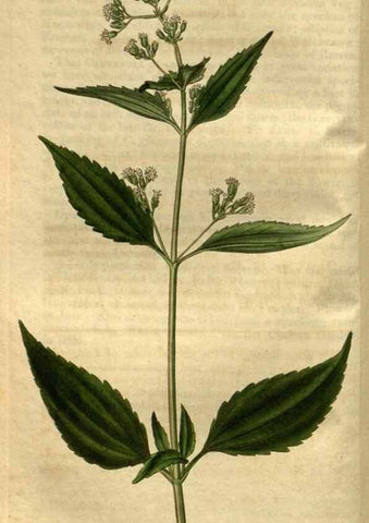 Reproducción/Reproduction 35082572612: Curtis's botanical magazine.. London ; New York [etc.] :Academic Press [etc.]