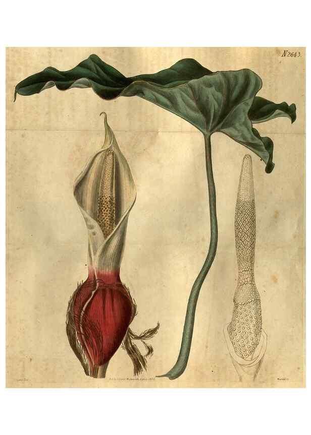 Reproducción/Reproduction 35247851315: Curtis's botanical magazine.. London ; New York [etc.] :Academic Press [etc.]