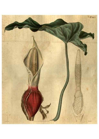 Reproducción/Reproduction 35247851315: Curtis's botanical magazine.. London ; New York [etc.] :Academic Press [etc.]