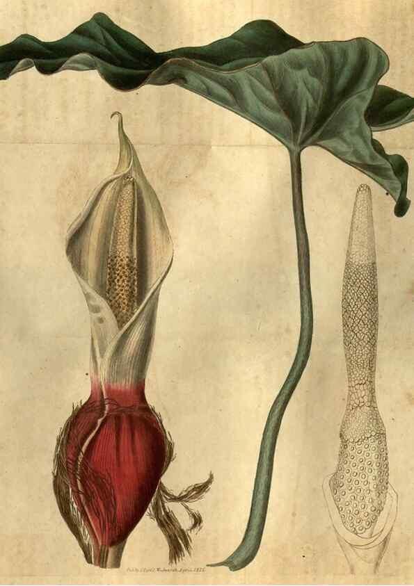Reproducción/Reproduction 35247851315: Curtis's botanical magazine.. London ; New York [etc.] :Academic Press [etc.]