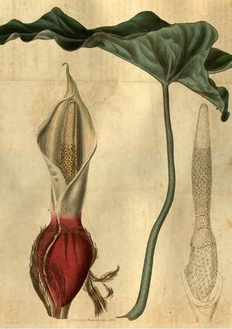 Reproducción/Reproduction 35247851315: Curtis's botanical magazine.. London ; New York [etc.] :Academic Press [etc.]