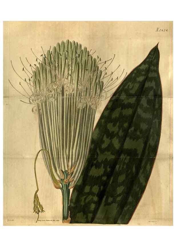 Reproducción/Reproduction 35118112311: Curtis's botanical magazine.. London ; New York [etc.] :Academic Press [etc.]