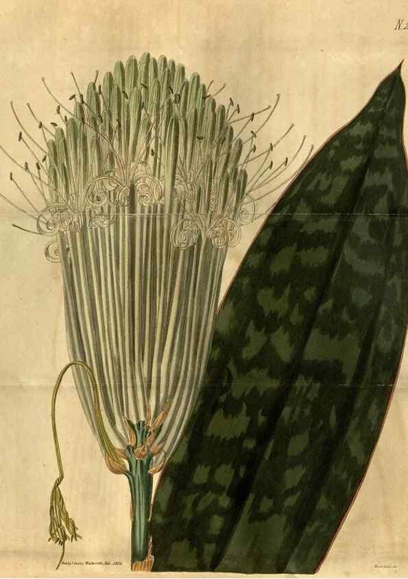 Reproducción/Reproduction 35118112311: Curtis's botanical magazine.. London ; New York [etc.] :Academic Press [etc.]