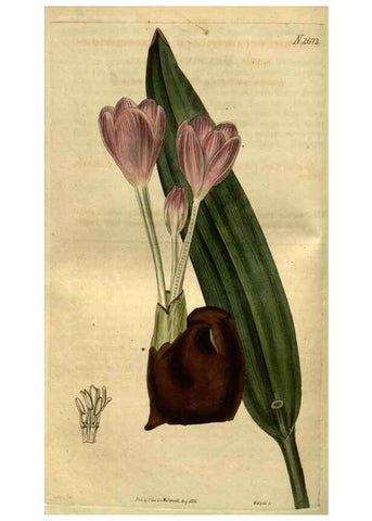 Reproducción/Reproduction 34438924853: Curtis's botanical magazine.. London ; New York [etc.] :Academic Press [etc.]