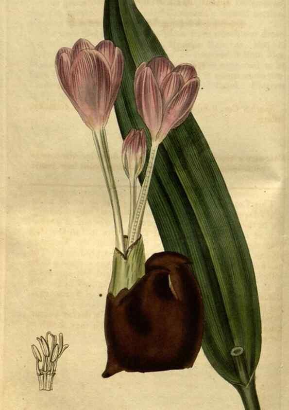 Reproducción/Reproduction 34438924853: Curtis's botanical magazine.. London ; New York [etc.] :Academic Press [etc.]