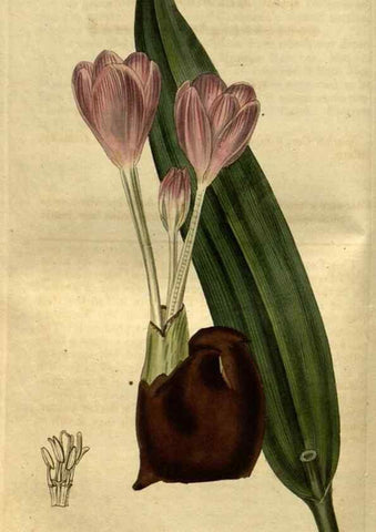 Reproducción/Reproduction 34438924853: Curtis's botanical magazine.. London ; New York [etc.] :Academic Press [etc.]