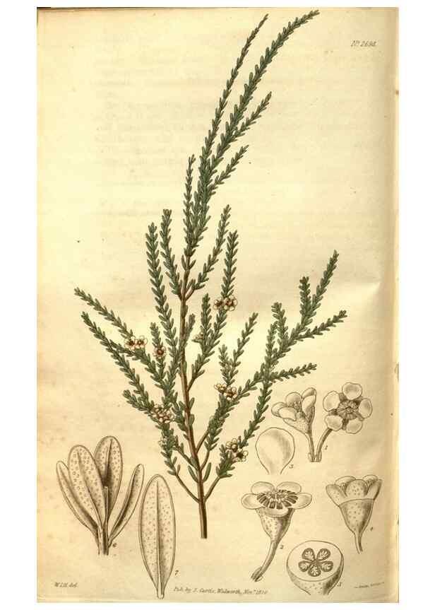 Reproducción/Reproduction 34860957690: Curtis's botanical magazine.. London ; New York [etc.] :Academic Press [etc.]