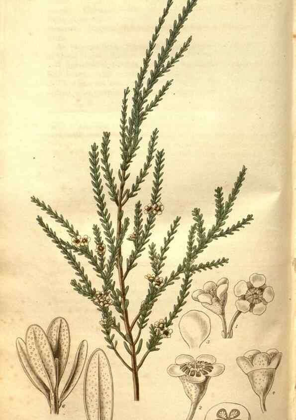Reproducción/Reproduction 34860957690: Curtis's botanical magazine.. London ; New York [etc.] :Academic Press [etc.]