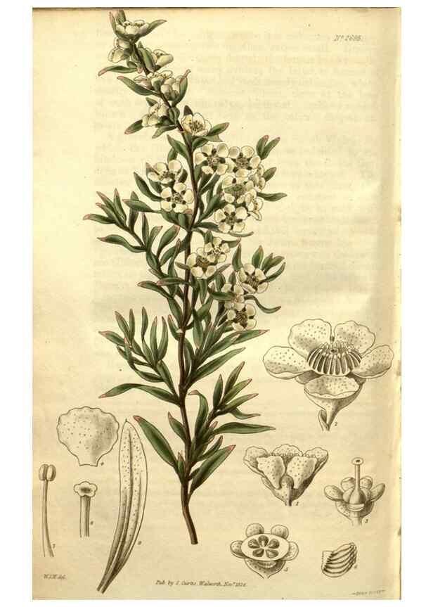 Reproducción/Reproduction 34860960080: Curtis's botanical magazine.. London ; New York [etc.] :Academic Press [etc.]