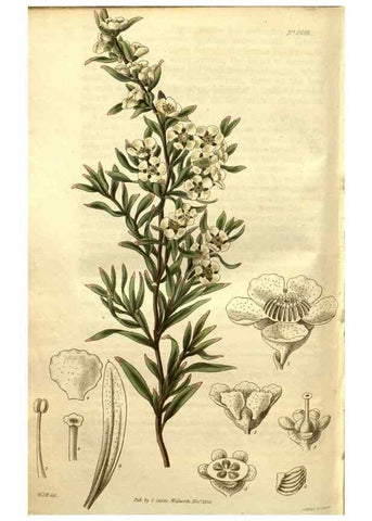 Reproducción/Reproduction 34860960080: Curtis's botanical magazine.. London ; New York [etc.] :Academic Press [etc.]