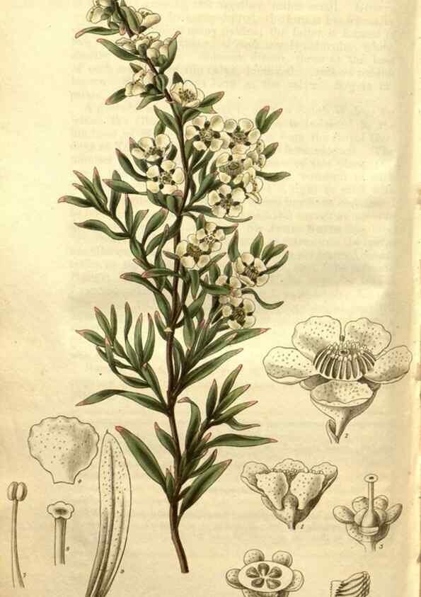 Reproducción/Reproduction 34860960080: Curtis's botanical magazine.. London ; New York [etc.] :Academic Press [etc.]
