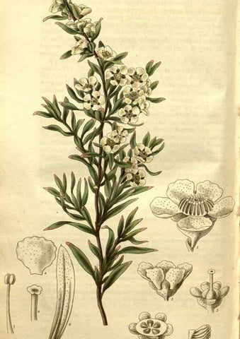 Reproducción/Reproduction 34860960080: Curtis's botanical magazine.. London ; New York [etc.] :Academic Press [etc.]