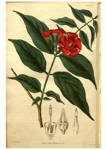 Reproducción/Reproduction 34860962090: Curtis's botanical magazine.. London ; New York [etc.] :Academic Press [etc.]