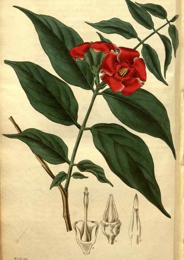 Reproducción/Reproduction 34860962090: Curtis's botanical magazine.. London ; New York [etc.] :Academic Press [etc.]