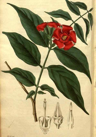 Reproducción/Reproduction 34860962090: Curtis's botanical magazine.. London ; New York [etc.] :Academic Press [etc.]