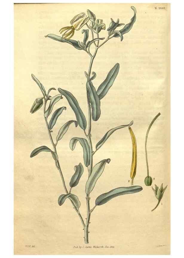 Reproducción/Reproduction 35207986726: Curtis's botanical magazine.. London ; New York [etc.] :Academic Press [etc.]