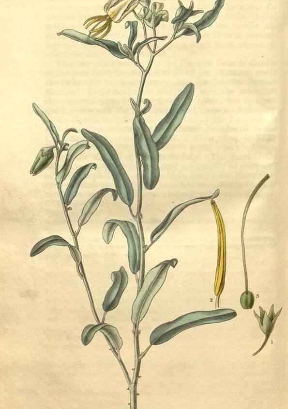 Reproducción/Reproduction 35207986726: Curtis's botanical magazine.. London ; New York [etc.] :Academic Press [etc.]
