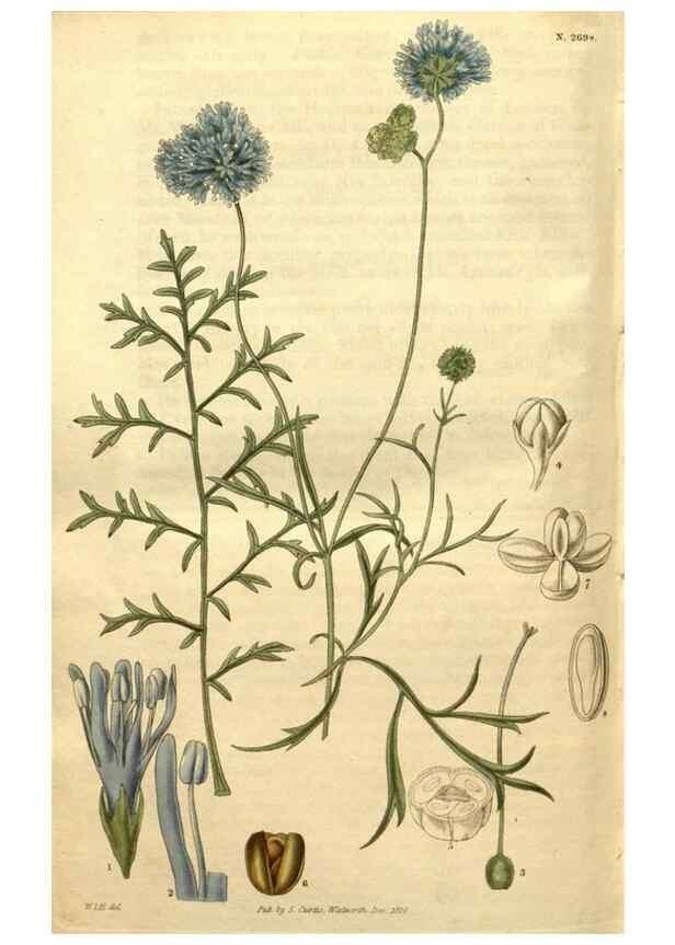 Reproducción/Reproduction 34860965960: Curtis's botanical magazine.. London ; New York [etc.] :Academic Press [etc.]