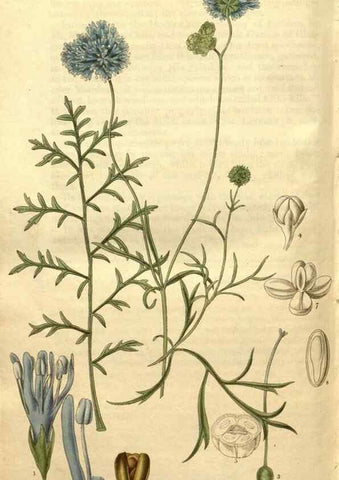 Reproducción/Reproduction 34860965960: Curtis's botanical magazine.. London ; New York [etc.] :Academic Press [etc.]
