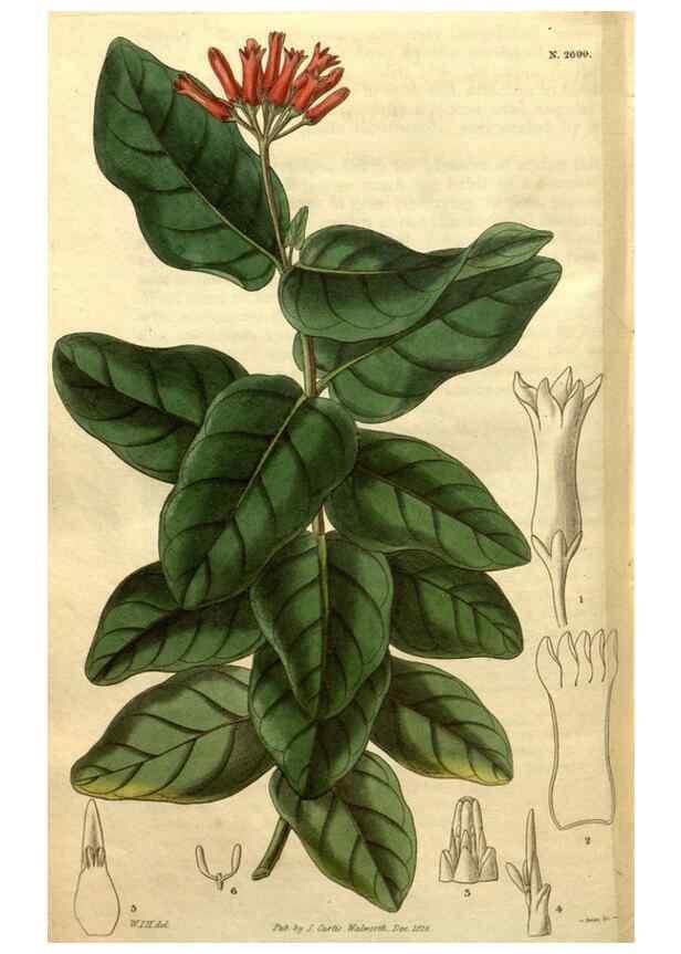 Reproducción/Reproduction 35207992136: Curtis's botanical magazine.. London ; New York [etc.] :Academic Press [etc.]