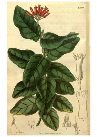 Reproducción/Reproduction 35207992136: Curtis's botanical magazine.. London ; New York [etc.] :Academic Press [etc.]