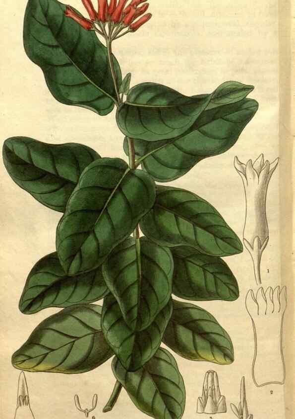 Reproducción/Reproduction 35207992136: Curtis's botanical magazine.. London ; New York [etc.] :Academic Press [etc.]